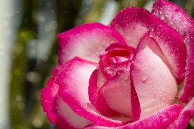 güzel pembe gül gülümsemek.