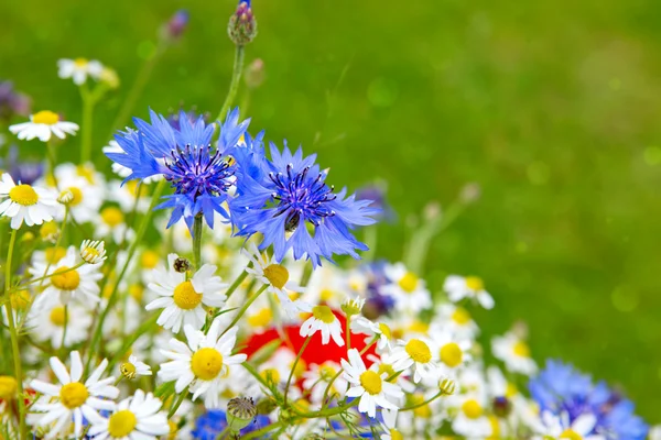 Buquê de flores selvagens  . — Fotografia de Stock