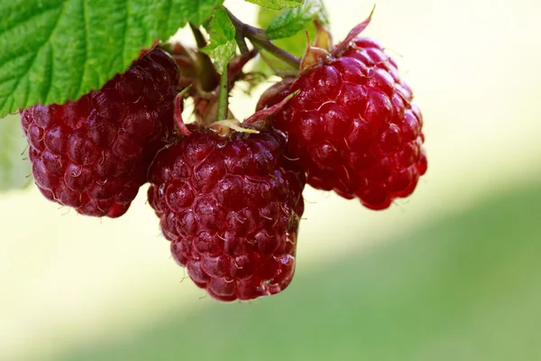 Close-up of the ripe raspberry in the fruit garden. — Stock Photo, Image
