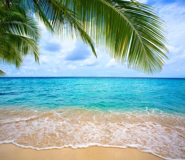 Mar Caribe y hojas de palmera . —  Fotos de Stock