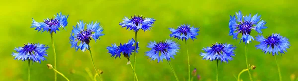 Azul cornflowers fundo . — Fotografia de Stock