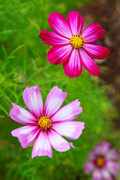 Včela na Cosmea květiny. — Stock fotografie