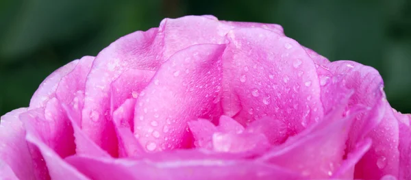 Bela rosa rosa closeup . — Fotografia de Stock