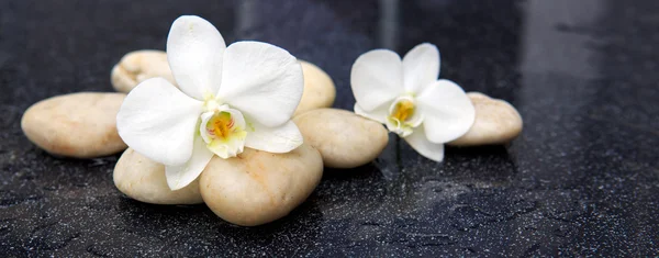 Duas flores de orquídea e pedras brancas . — Fotografia de Stock