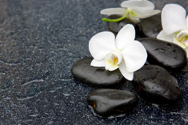 Orquídea branca e pedras pretas fechar . — Fotografia de Stock