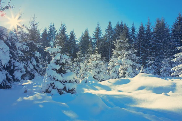 Sonnenlicht im Winterwald mit weißem Neuschnee . — Stockfoto