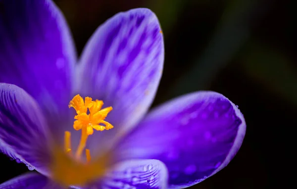 Macro Plan d'un crocus à fleurs violettes isolé . — Photo