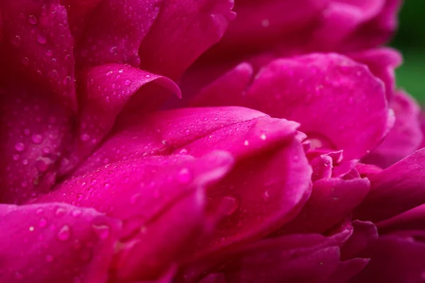 Makrofoto der großen rosa Pfingstrose im Sommergarten. — Stockfoto