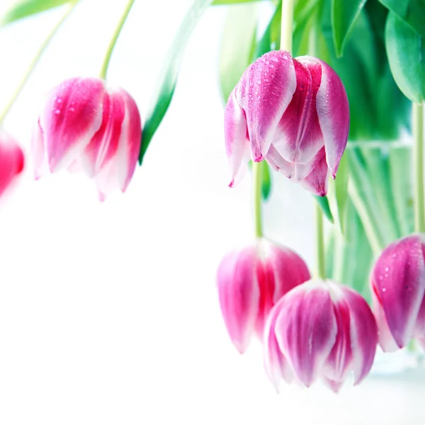 Anyák napja háttér rózsaszín tulipán elszigetelt fehér . — Stock Fotó