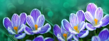 Mor Crocus çiçeklerine yakın çekim.