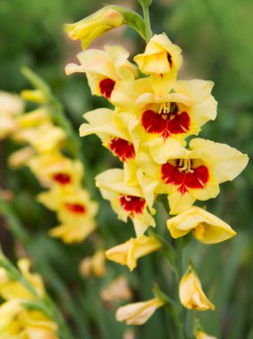 Bahçede güzel kırmızı ve sarı gladiolus çiçekleri