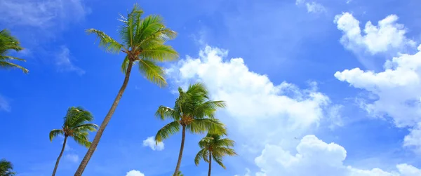 Palmiers à la plage tropicale avec ciel bleu.Fond de voyage. — Photo