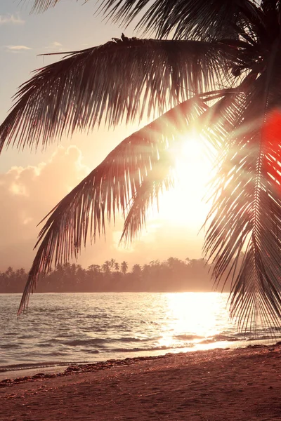 Tropický východ slunce s kokosovými palmami a karibským mořem . — Stock fotografie