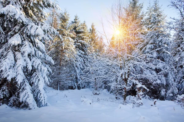 Puesta de sol en bosque de invierno con abetos cubiertos de nieve. —  Fotos de Stock