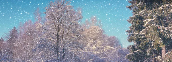 Χειμερινό χριστουγεννιάτικο δάσος με χιόνι και δέντρα που πέφτουν. — Φωτογραφία Αρχείου