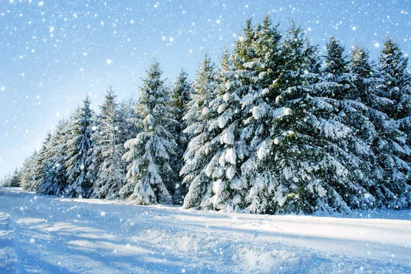 雪と木が降る冬のクリスマスの森. — ストック写真