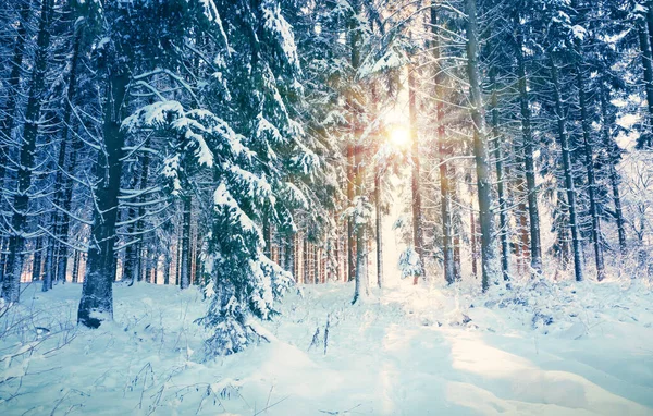 Winterzon door bomen in Duits bos. — Stockfoto