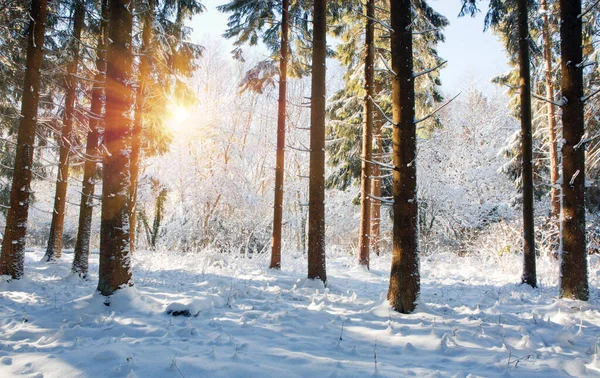 Wintersonne durch Bäume im deutschen Wald. — Stockfoto