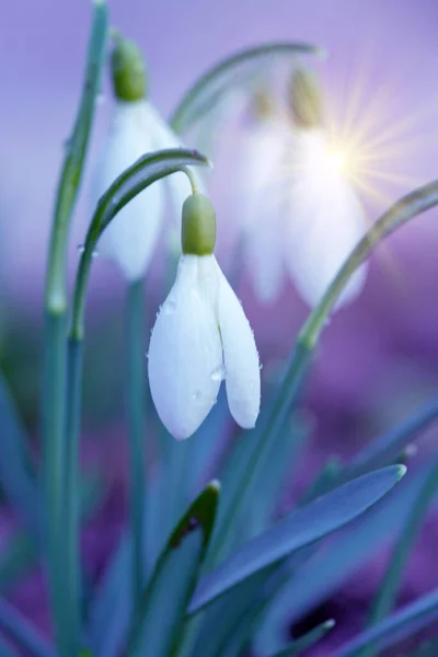 Hvide vintergækker blomst i solrig have. Påskebaggrund. - Stock-foto