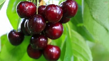 Kiraz ağacının dalında asılı büyük kirazlara yaklaş.