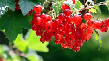 Çalının üzerinde kırmızı frenk üzümü, izole edilmiş..