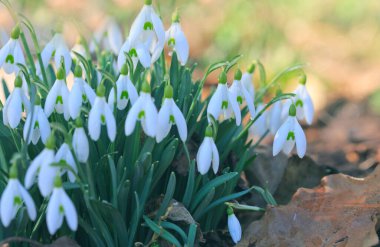 Güneşli bahçede beyaz kar damlaları. Paskalya arkaplanı.