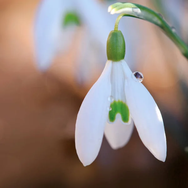 Makroaufnahme von Schneeglöckchen blühen im sonnigen Garten. Osterkarte. — Stockfoto