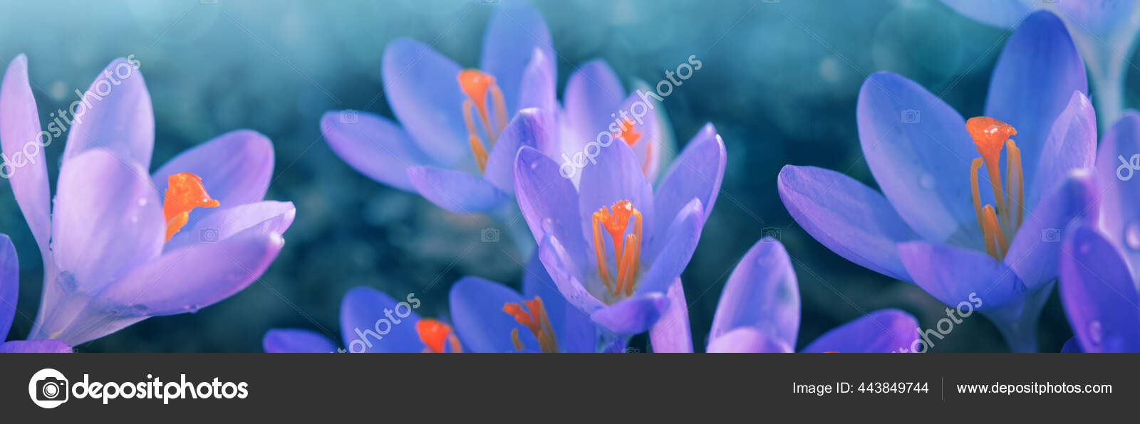 紫色のクロッカスの花のグループのクローズアップと春の背景 ストック写真 C Swkunst 紫色のクロッカスの花のグループのクローズアップと春の背景 ストック写真 C Swkunst
