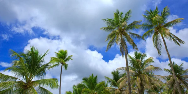 Palmiers à la plage tropicale avec ciel nuageux bleu.Fond de voyage. — Photo