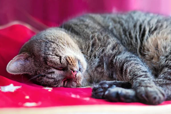 The gray cat sleeping on wooden floor. — Stock Photo, Image