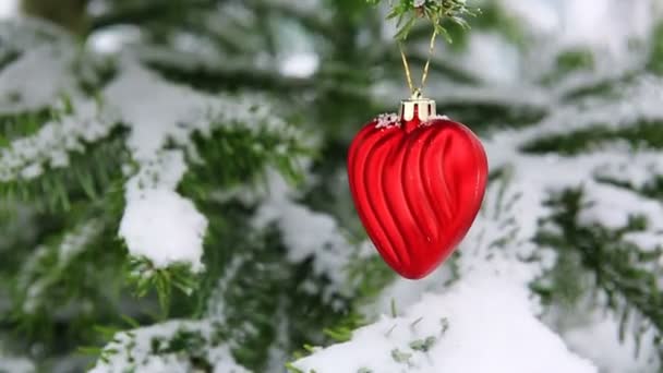 Corazón rojo en la rama de pino cubierto de nieve. Fondo del día de San Valentín. — Vídeo de stock