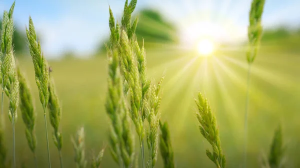 Zelená pšenice při západu slunce. Pozadí přírody. — Stock fotografie