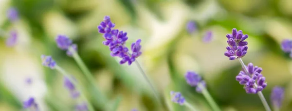 Lavendel blommor närbild isolerad på grön bakgrund. — Stockfoto