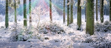Kış ormanında gün batımı. Karla kaplı ağaçlarla kaplı kış manzarası .