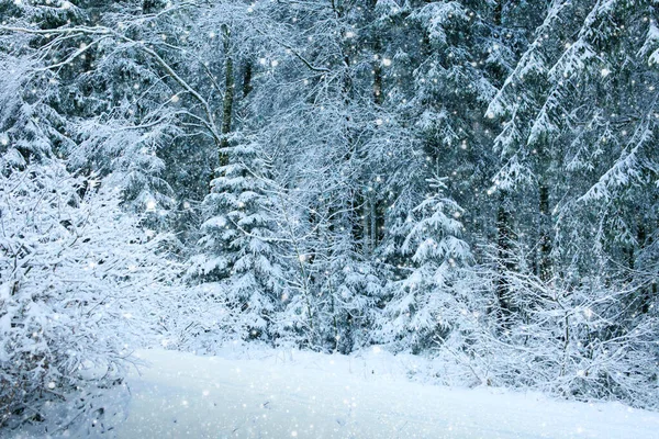 Sníh v zimním lese. Přírodní pozadí se sněhem. — Stock fotografie
