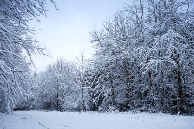 Karla kaplı beyaz ağaçlarla kaplı kış manzarası .