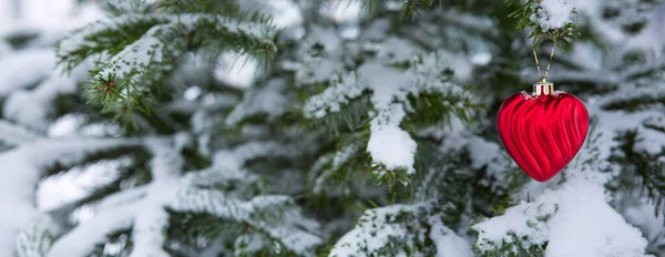 Red heart on snow covered pine branch .Valentines day background. — Stock Photo, Image