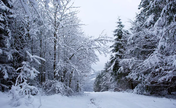 Paisaje invernal con árboles blancos cubiertos de nieve . —  Fotos de Stock