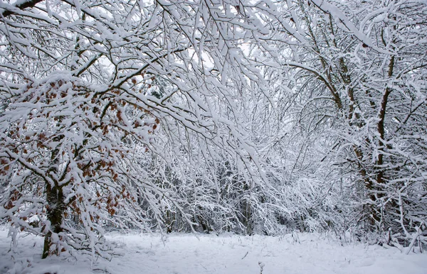 Paysage hivernal avec des arbres couverts de neige . — Photo