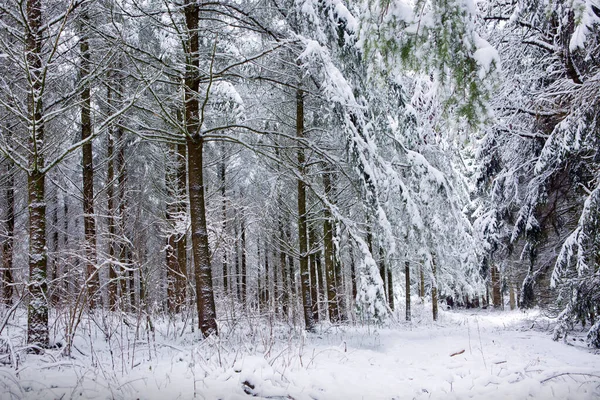 눈으로 덮인 나무들로 뒤덮인 겨울 풍경 . — 스톡 사진