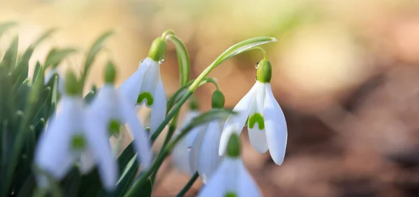Bílé sněhové kapky kvetou ve slunné zahradě. Velikonoční pozadí. — Stock fotografie