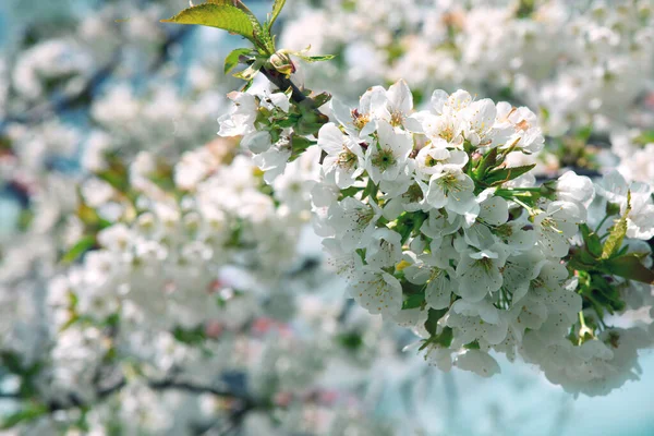 Branches of blossoming cherry with soft focus . — Stock Photo, Image