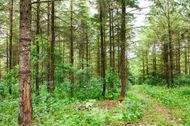 Yazın güzel yeşil ormanda gün batımı.