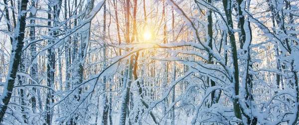 Winterzon door bomen in Duits bos. — Stockfoto
