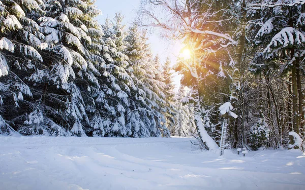 Sol de invierno a través de árboles en el bosque alemán. —  Fotos de Stock