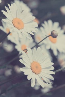 Yaz bahçesinde beyaz papatya şat..