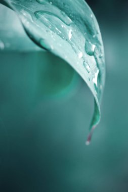 Bulanık arkaplanda yeşil gül yaprağı.