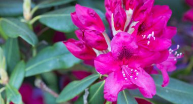 Bahçede kırmızı aczaleas çiçekleri. Arka plan..