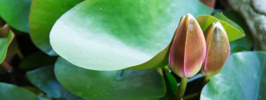 Göldeki beyaz su zambaklarına yaklaş..