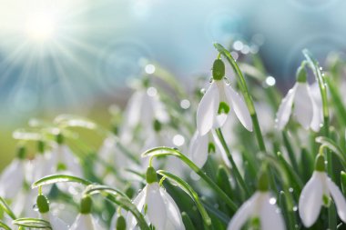 Güneşli bahar bahçesinde, güneş ışınları altında, arka planda kar damlaları.